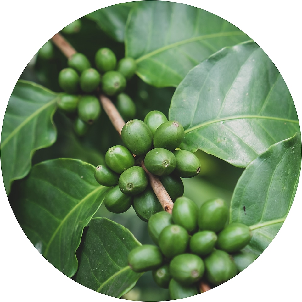 Zelené kávové zrná